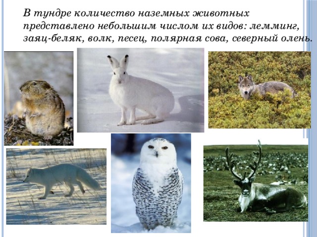  В тундре количество наземных животных представлено небольшим числом их видов: лемминг, заяц-беляк, волк, песец, полярная сова, северный олень. 