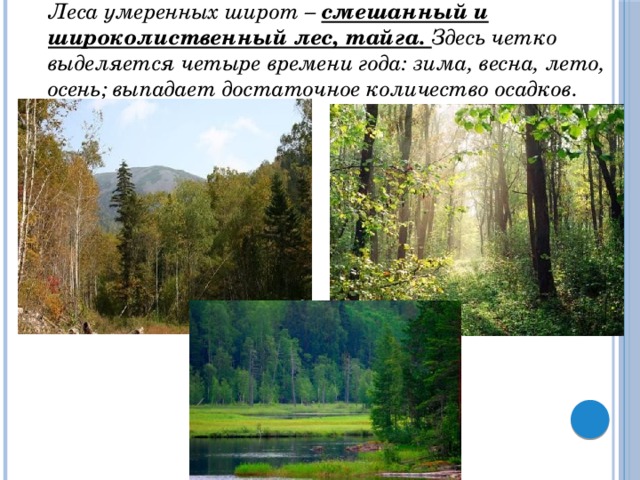 Леса умеренных широт – смешанный и широколиственный лес, тайга. Здесь четко выделяется четыре времени года: зима, весна, лето, осень; выпадает достаточное количество осадков. 