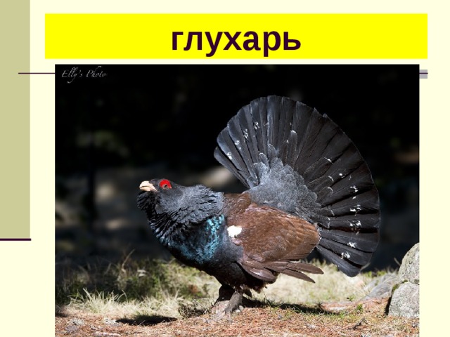 Глухарь читать