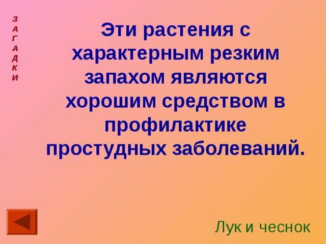 З  А  Г  А  Д  К  И  Эти растения с характерным резким запахом являются хорошим средством в профилактике простудных заболеваний. Лук и чеснок 