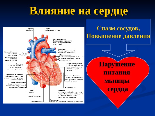 Влияние на сердце Спазм сосудов, Повышение давления Нарушение питания мышцы сердца 