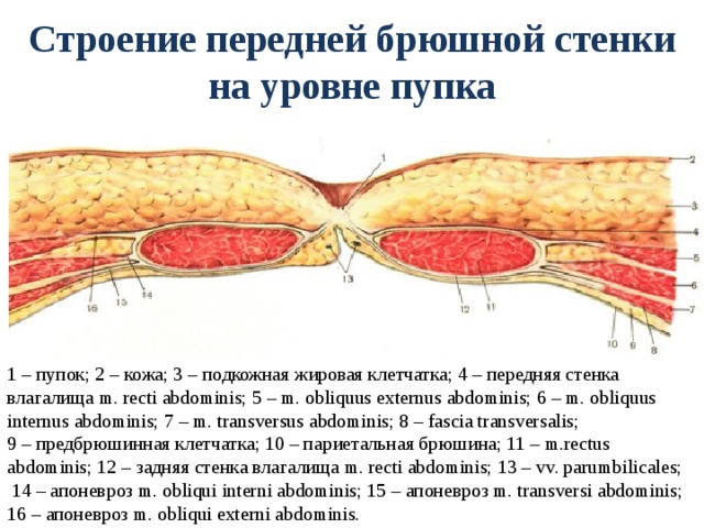 Где находится брюшная стенка у человека фото