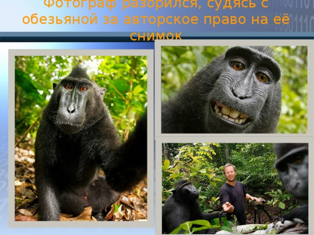 Фотограф разорился, судясь с обезьяной за авторское право на её снимок 