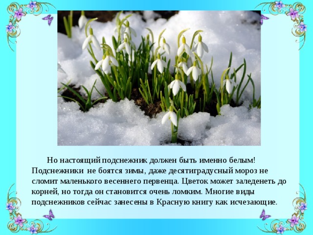  Но настоящий подснежник должен быть именно белым! Подснежники не боятся зимы, даже десятиградусный мороз не сломит маленького весеннего первенца. Цветок может заледенеть до корней, но тогда он становится очень ломким. Многие виды подснежников сейчас занесены в Красную книгу как исчезающие. 