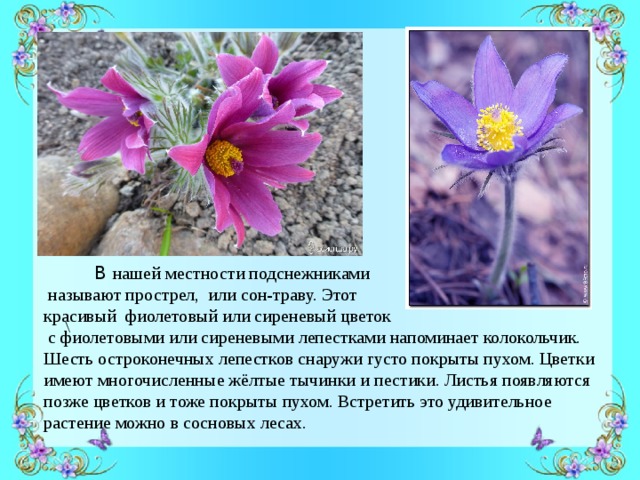   В нашей местности подснежниками  называют прострел, или сон-траву. Этот красивый фиолетовый или сиреневый цветок  с фиолетовыми или сиреневыми лепестками напоминает колокольчик. Шесть остроконечных лепестков снаружи густо покрыты пухом. Цветки имеют многочисленные жёлтые тычинки и пестики. Листья появляются позже цветков и тоже покрыты пухом. Встретить это удивительное растение можно в сосновых лесах. \ 
