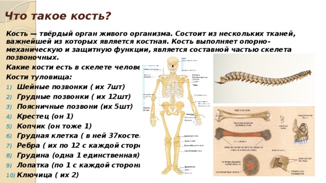 Защитная функция скелета. Части скелета позвоночных. Защитную функцию выполняют кости:. Функции скелета позвоночника.
