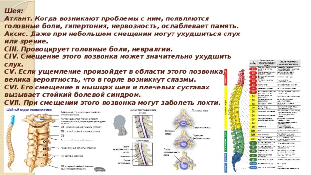 Шея:  Атлант. Когда возникают проблемы с ним, появляются головные боли, гипертония, нервозность, ослаблевает память.  Аксис. Даже при небольшом смещении могут ухудшиться слух или зрение.  CIII. Провоцирует головные боли, невралгии.  CIV. Смещение этого позвонка может значительно ухудшить слух.  CV. Если ущемление произойдет в области этого позвонка, велика вероятность, что в горле возникнут спазмы.  CVI. Его смещение в мышцах шеи и плечевых суставах вызывает стойкий болевой синдром.  CVII. При смещении этого позвонка могут заболеть локти.          