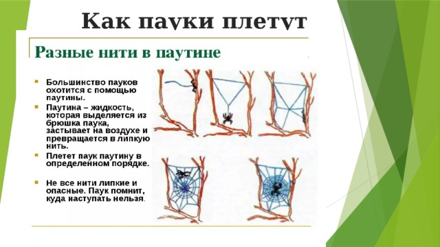 Строение паутины паука схема