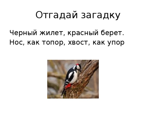 Черные загадки. Черный жилет красный берет нос как топор хвост как упор загадка. Черный жилет загадка. Чёрный жилет красный берет нос как топор. Черный жилет нос как топор.