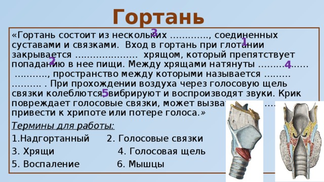 Состоит всего из несколько. Попаданию пищи в гортань препятствует. Попадание пищи в гортань.