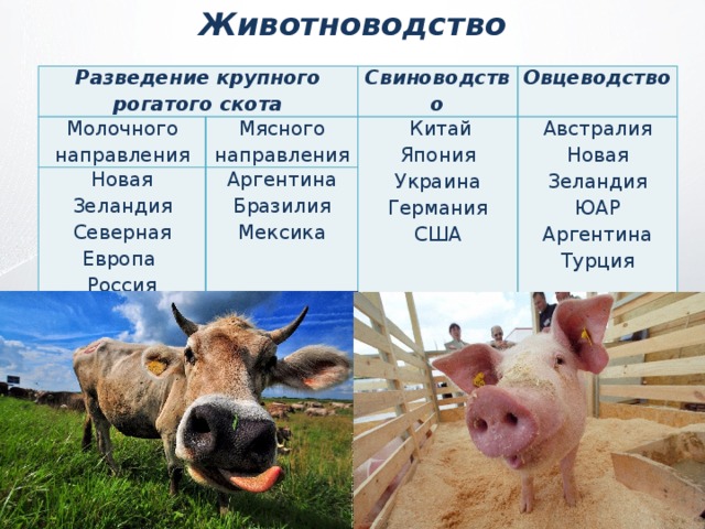 Схема технологии производства продукции овцеводства