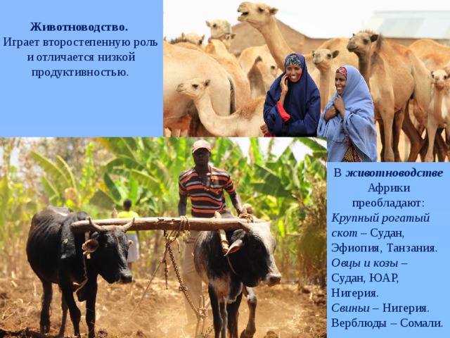 Сравнение сельского хозяйства алжира и эфиопии география. Животноводство Африки. Сельское хозяйство Африки. Скотоводство в Африке. Хозяйство стран Африки.