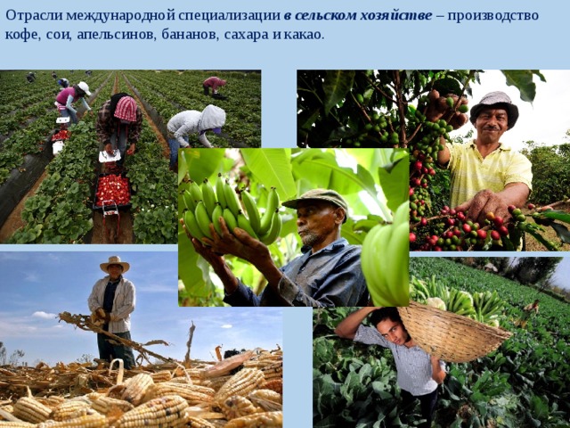 Отрасли международной специализации в сельском хозяйстве – производство кофе, сои, апельсинов, бананов, сахара и какао. 