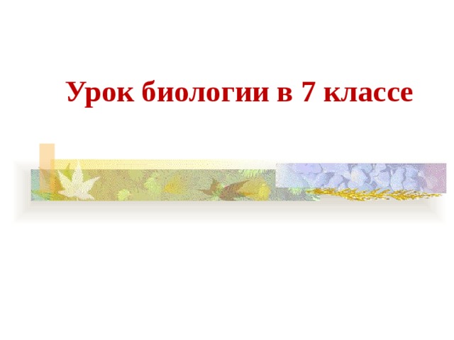 Урок биологии в 7 классе 
