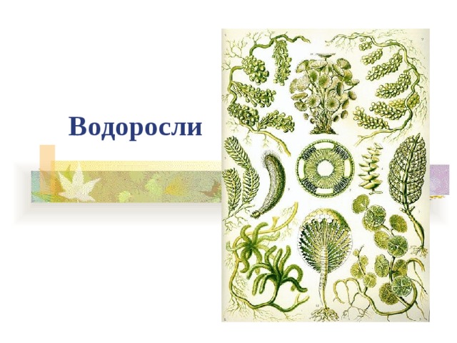 Водоросли 