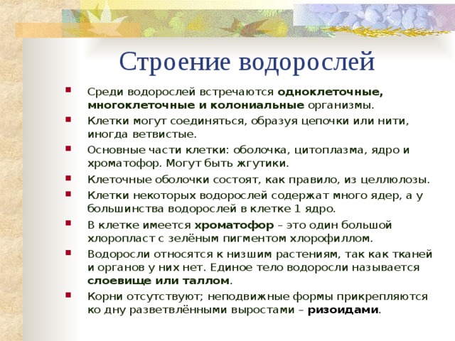 Строение водорослей Среди водорослей встречаются одноклеточные, многоклеточные и колониальные организмы. Клетки могут соединяться, образуя цепочки или нити, иногда ветвистые. Основные части клетки: оболочка, цитоплазма, ядро и хроматофор. Могут быть жгутики. Клеточные оболочки состоят, как правило, из целлюлозы. Клетки некоторых водорослей содержат много ядер, а у большинства водорослей в клетке 1 ядро. В клетке имеется хроматофор – это один большой хлоропласт с зелёным пигментом хлорофиллом. Водоросли относятся к низшим растениям, так как тканей и органов у них нет. Единое тело водоросли называется слоевище или таллом . Корни отсутствуют; неподвижные формы прикрепляются ко дну разветвлёнными выростами – ризоидами .  