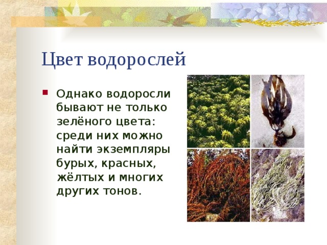Цвет водорослей Однако водоросли бывают не только зелёного цвета: среди них можно найти экземпляры бурых, красных, жёлтых и многих других тонов. 