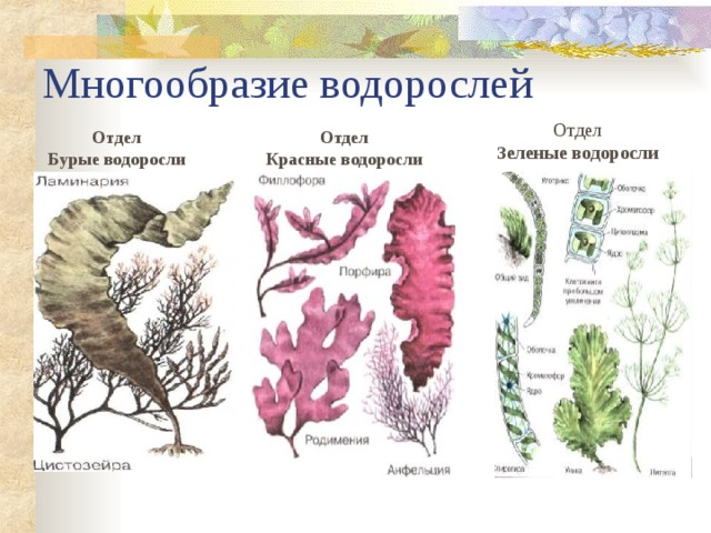 Многообразие водорослей Отдел Зеленые водоросли Отдел Бурые водоросли Отдел Красные водоросли 