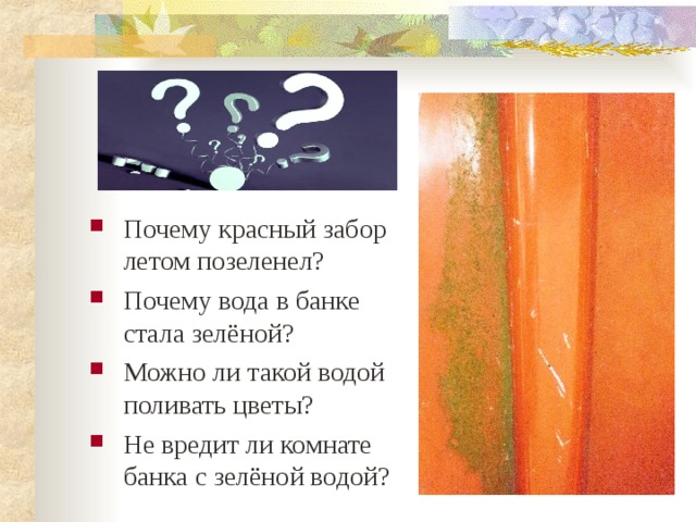 Почему красный забор летом позеленел? Почему вода в банке стала зелёной? Можно ли такой водой поливать цветы? Не вредит ли комнате банка с зелёной водой? 