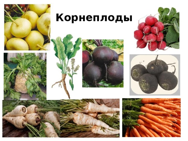 Корнеплоды  