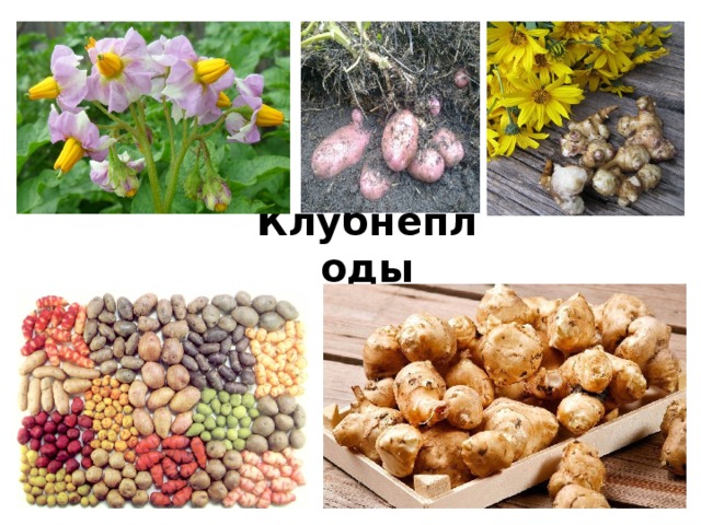 Клубнеплоды 