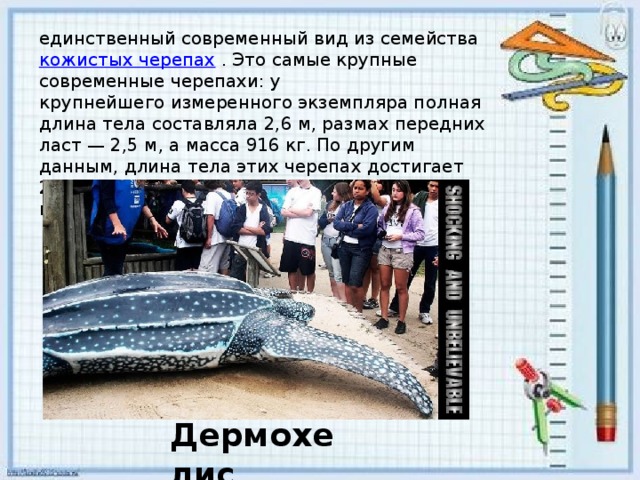 единственный современный вид из семейства  кожистых черепах  . Это самые крупные современные черепахи: у крупнейшего измеренного экземпляра полная длина тела составляла 2,6 м, размах передних ласт — 2,5 м, а масса 916 кг. По другим данным, длина тела этих черепах достигает 2,5 метров, размах передних ласт — 5 м, а масса — 600 кг. Дермохелис 