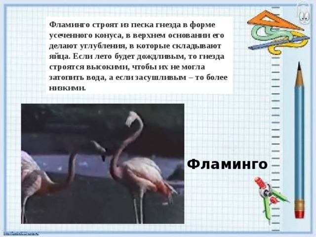 Фламинго строят из песка гнезда в форме усеченного конуса, в верхнем основании его делают углубления, в которые складывают яйца. Если лето будет дождливым, то гнезда строятся высокими, чтобы их не могла затопить вода, а если засушливым – то более низкими. Фламинго 