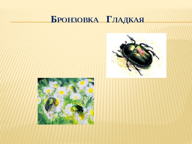 Какой тип развития характерен для бронзовки обыкновенной изображенной на рисунке