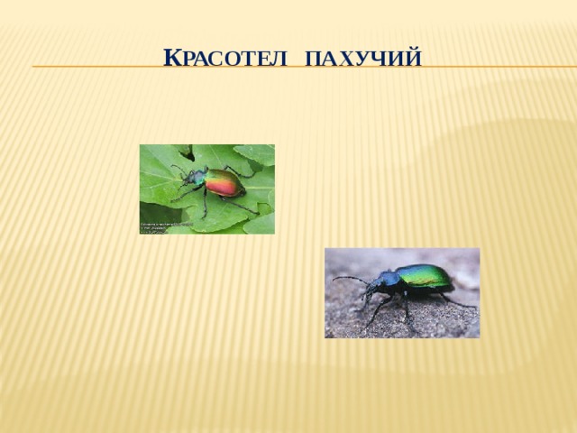 Жук красотел природная зона. Жук красотел. Красотел пахучий. Насекомые презентация. Жук-красотел в красной книге.