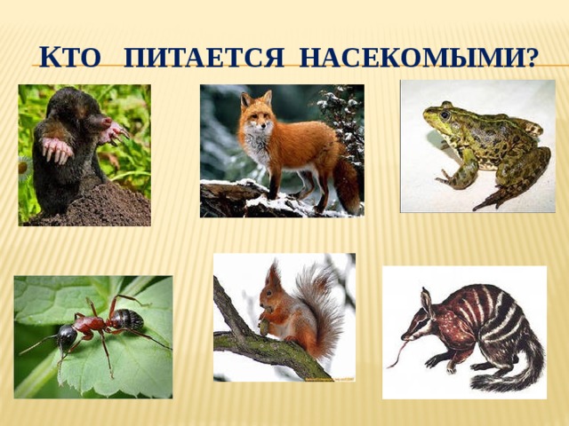 К то питается насекомыми? 