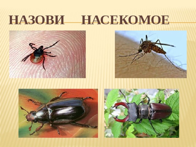 Назови насекомое 