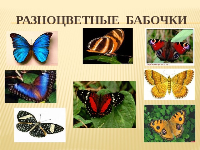 Разноцветные бабочки 