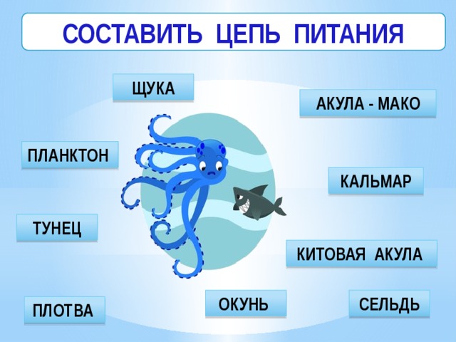 Цепь питания акулы схема