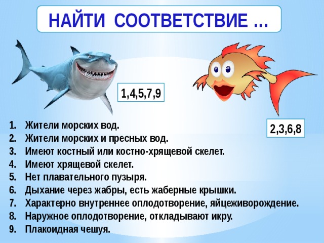 Для хрящевых рыб характерно наличие плавательного пузыря. Презентация на тему рыбы обобщения темы. Нет плавательного пузыря у хрящевых рыб или костных. Кроссворд хрящевые рыбы. Отметь правильное суждение у хрящевых рыб.