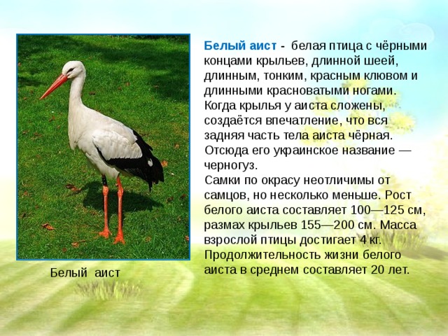 Составьте и запишите план текста из трех пунктов аист у многих народов считается