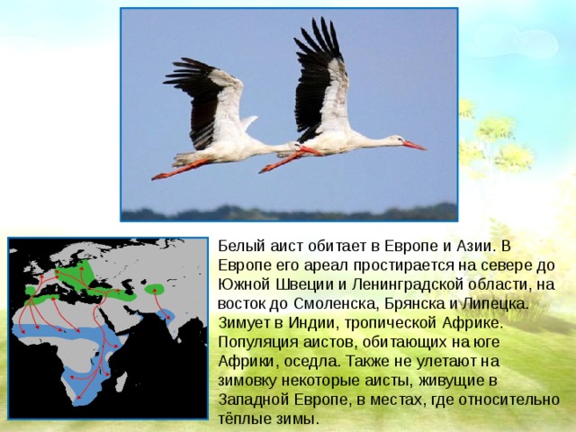 Какой тип питания характерен для аиста белого изображенного на рисунке 1 обоснуйте свой ответ