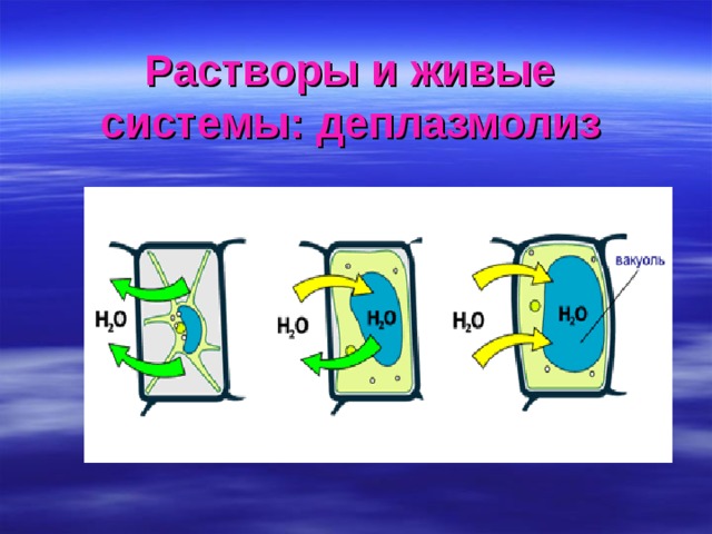 Растворы и живые системы: деплазмолиз 