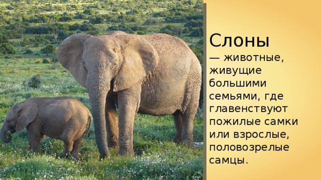 Слоны — животные, живущие большими семьями, где главенствуют пожилые самки или взрослые, половозрелые самцы. Gorgo 