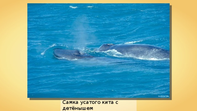 Andreas Tille Самка усатого кита с детёнышем 