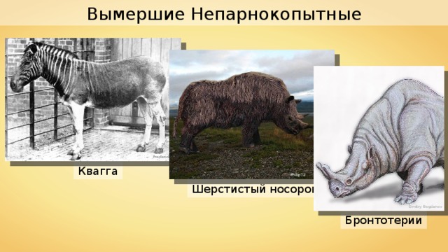 Вымершие Непарнокопытные Frederick York Квагга Philip72 Шерстистый носорог Dmitry Bogdanov Бронтотерии 