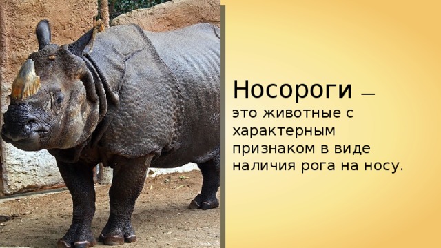 Носороги — это животные с характерным признаком в виде наличия рога на носу. Sanjay ach 