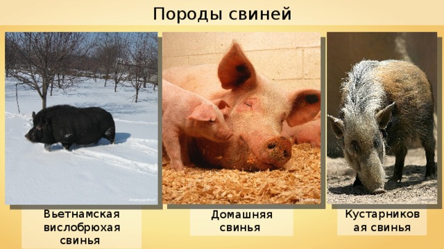Породы свиней Andrey-prihod Dbenbenn Cburnett Вьетнамская вислобрюхая свинья Кустарниковая свинья Домашняя свинья 