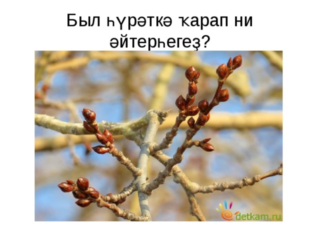 Был һүрәткә ҡарап ни әйтерһегеҙ? 