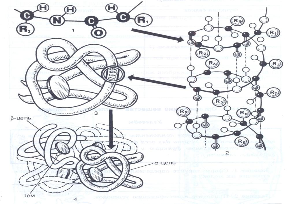 Вторичную структуру белка определяют. Молекула белка схема третичная структура. Первичная и вторичная структура белка. Вторичная третичная и четвертичная структура белка. Строение белка первичная вторичная третичная четвертичная структура.