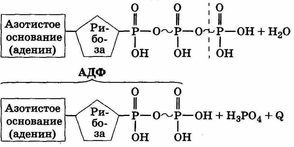 Определите схематическое строение какого вещества изображена на рисунке аденин рибоза