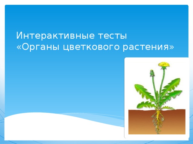 Интерактивные тесты  «Органы цветкового растения»  