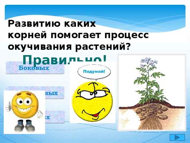 Развитию каких корней помогает процесс окучивания растений? Правильно! Боковых Придаточных Главных  