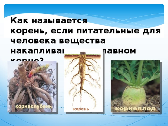 Как называется корень, если питательные для человека вещества накапливаются в главном корне? 