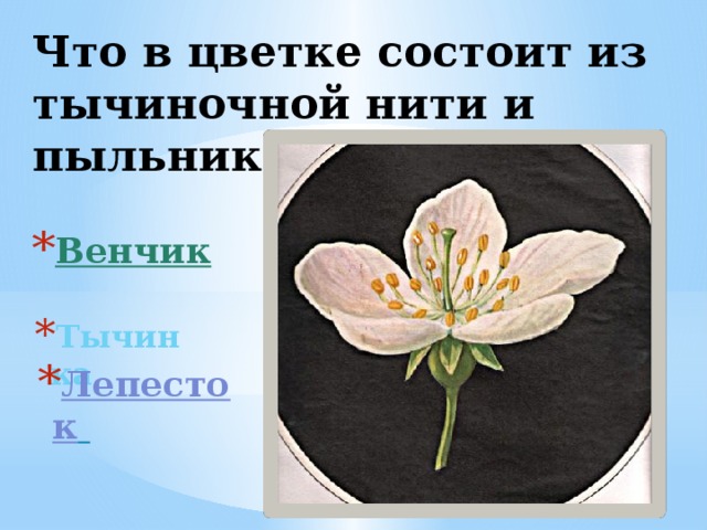 Что в цветке состоит из тычиночной нити и пыльника? Венчик  Тычинка Лепесток   