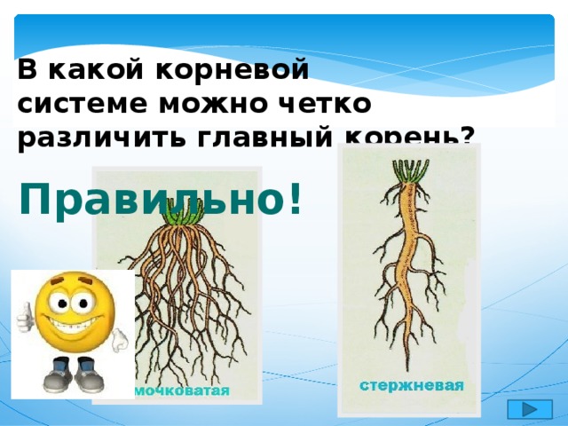 В какой корневой системе можно четко различить главный корень? Правильно! 